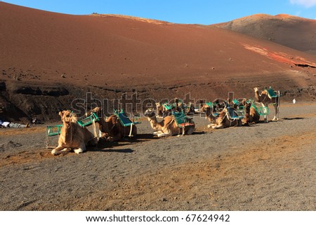 A group of domesticated camels waiting for passengers in the daytime heat of the desert in Timanfaya national park on Lanzarote