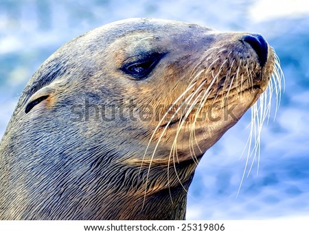 Profile of Sea Lion