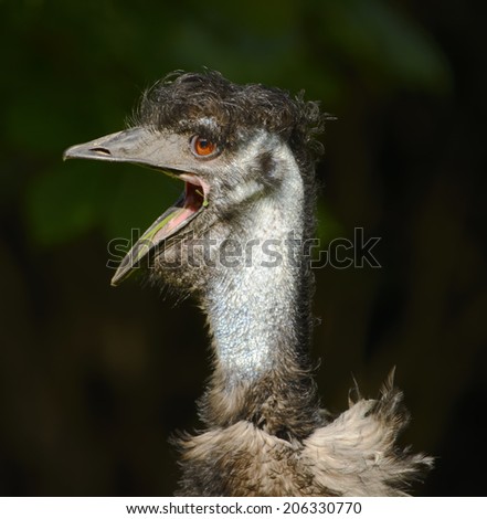 Head of an Australian emu, with messy feathers and its mouth wide open, on a dark background.