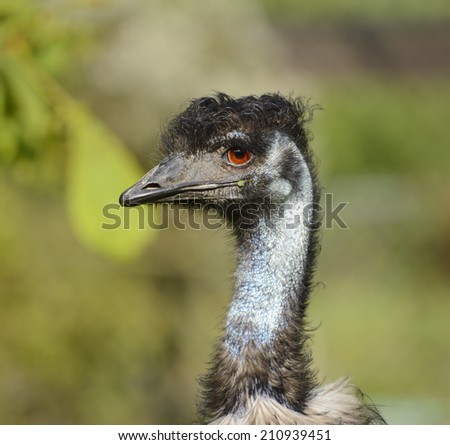 Head of an Australian emu with messy feathers on a blurred green background.