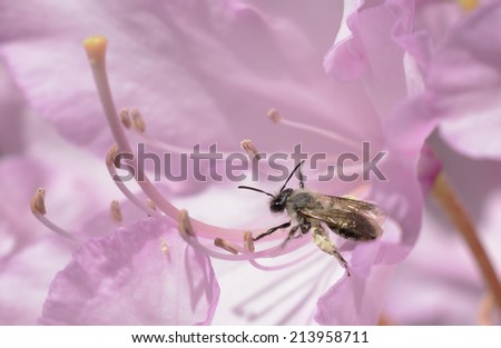 Closeup of a small bee with a large collection of pollen on its rear legs and grains of pollen adhering to its back and other parts of its body walking on the stamens of a rhododendron flower.
