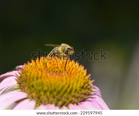 Honey bee (Apis mellifera) with golden pollen grains on its body on a purple coneflower flower head (Echinacea purpurea) against a blurred background.