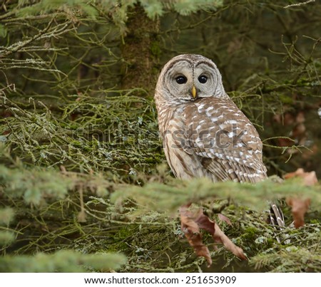 Barred owl (Strix varia) on a branch of a small evergreen tree photographed at dusk in winter in Seattle, Washington. Reflections of trees against the sky can be seen in the eyes of the owl.