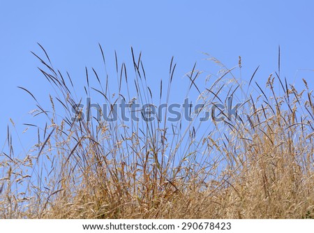 Dried golden grass against a blue sky in Magnuson Park, Seattle, on the first day of summer.