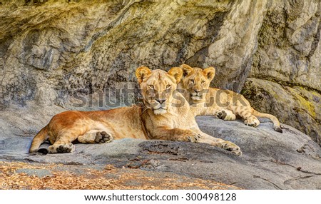 Adult female African lion and her cub (Panthera leo krugeri) looking at the viewer while reclining at a zoo on a flat rock surface with a cliff in the background. HDR fusion image.