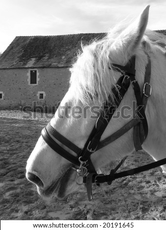 Black and white portrait of a horse\'s head
