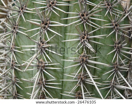 Close up of a spiny cactus in a hot-house