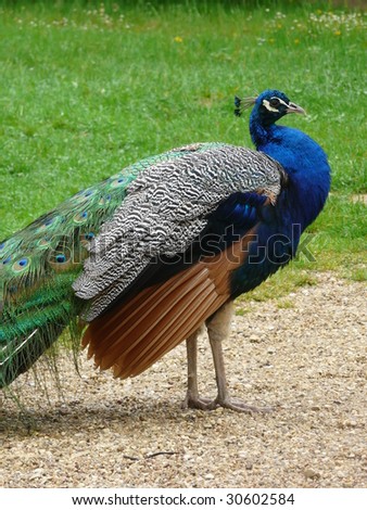 Male peacock in profile with multi-colored feathers