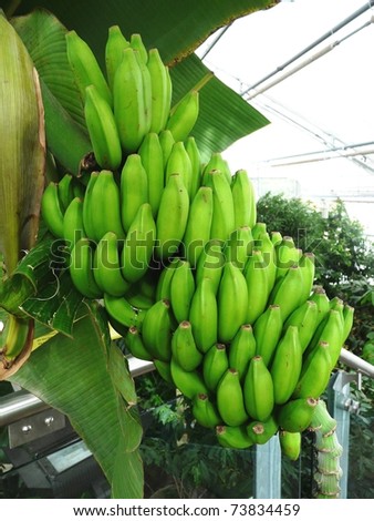 Green bananas in the hothouse at the Botanical Gardens in Montreal, Canada