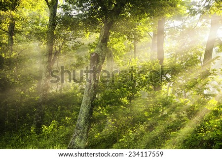 Light Shining Thru - Morning mist and a low morning sun combine in a dramatic way in the woods