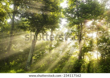 Light Shining Thru - Morning mist and a low morning sun combine in a dramatic way in the woods