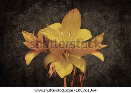 Yellow Asiatic lily on old grunged canvas background