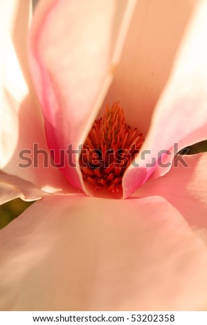 tulip magnolia tree pictures. saucer magnolia tree facts.