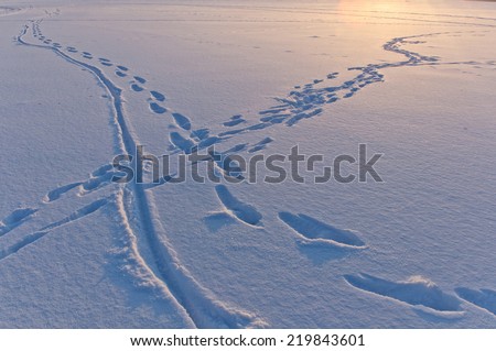 snow surface texture with animal and human traces in evening sunlight