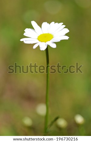 Long stemmed white daisy with green blurred background