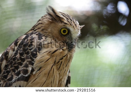 An owl staring with wide open eyes