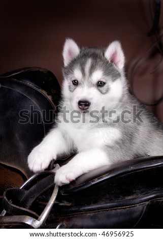 Husky puppy with saddle