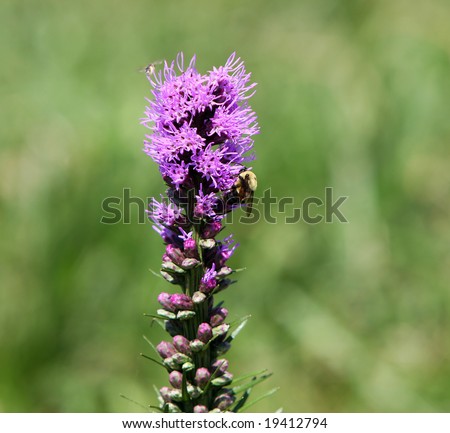 Blazing Star and bee