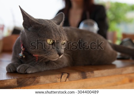 Cat thailand / Korat cat, Beauty cat, grey wool.