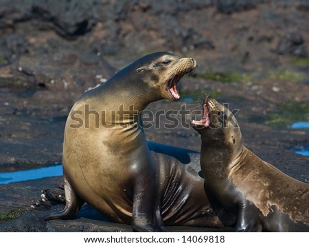 Mother and child in an intense argument.  Galapagos Sea Lion (Zalophus californianus wollebaeki).  Vulnerable and endemic to Ecuador. Puerto Egas, James Island, Galapagos, Ecuador.