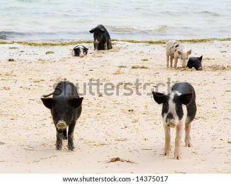 six pigs