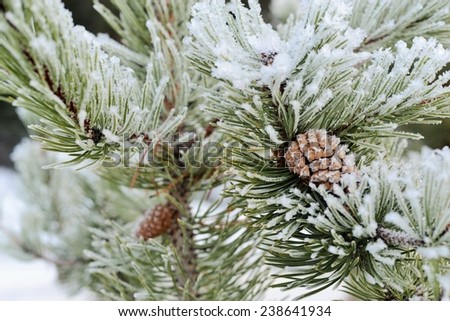 Evergreen Branch Covered in Winter Frost