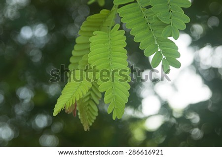 Green leaf of tamarind tree.