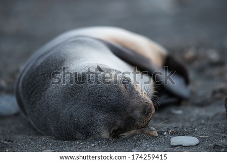 Antarctic fur seal sleeping, South Georgia, Antarctica
