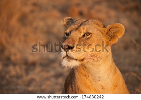 Closeup female lion in Serengeti National Park, the UNESCO World Heritage Site in Tanzania.