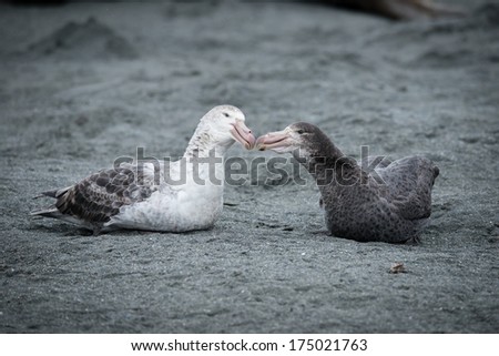Southern Giant Petrel couple in love, South Georgia, Antarctica