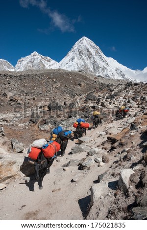 The caravan of yaks carrying heavy loads from Mount Everest base camp in the Himalayas, Nepal.