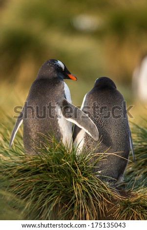 Don\'t worry, I\'m Still in Love with You. Gentoo penguin couple in love.