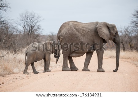 An African elephant mother and a baby elephant crossing road in Kruger National Park, South Africa