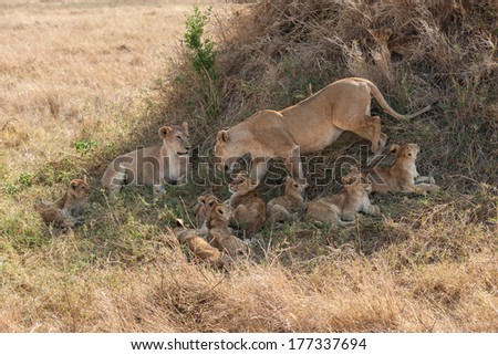 Lion family with cubs in Serengeti National Park, Tanzania
