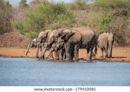 A herd of African elephants drinking water, Kruger National Park.