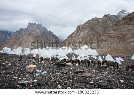 Caravan of horse and donkey in Karakoram mountain, Pakistan.