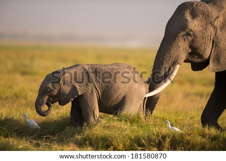 An African elephant mother and a baby elephant in late afternoon light, Amboseli National Park, Kenya.