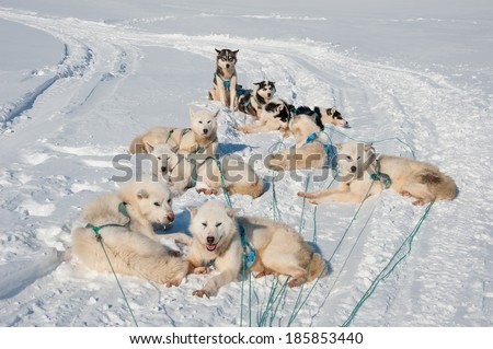 Greenland sled dogs relaxing after hard working. Dog sledding trip in Tasiilaq, Greenland