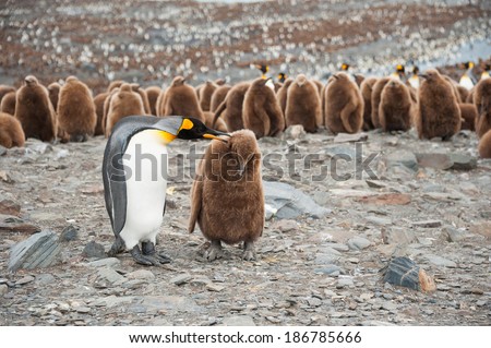 King penguin and chick, with the big colony of King penguin in South Georgia, Antarctica