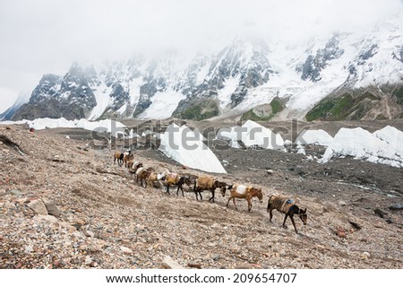 Caravan of horse and donkey in Karakoram mountain, Pakistan