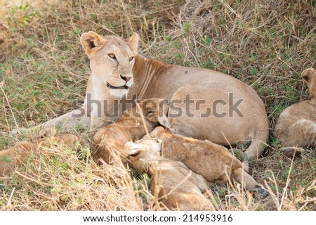 Lion family with cubs in the wild