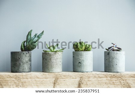 Succulents in diy concrete pot. Scandinavian room interior decoration