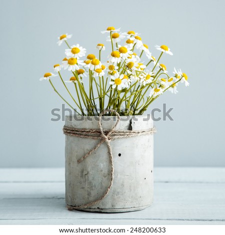 Bouquet of daisy-chamomile flowers in concrete pot in the morning