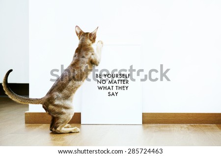 Hipster scandinavian style room interior. Poster with a cat and white frame. Be yourself no matter what they say