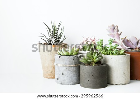 Succulents and cactus in different concrete pots on the white shelf. Scandinavian hipster home decoration