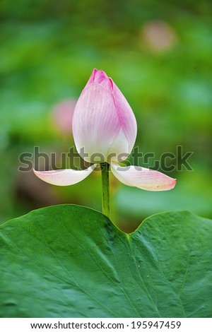 Lotus in the lake, Lotus flower and Lotus flower plants