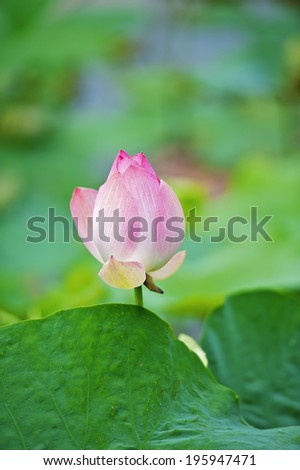 Lotus in the lake, Lotus in the lake, Lotus flower and Lotus flower plants