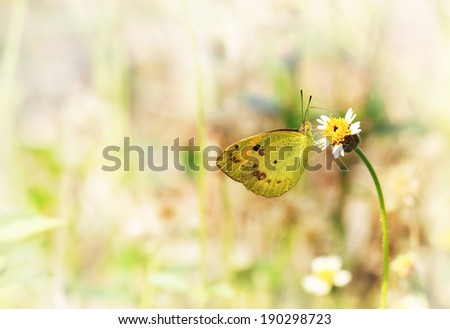 Yellow butterfly on small flower with soft focus light color background