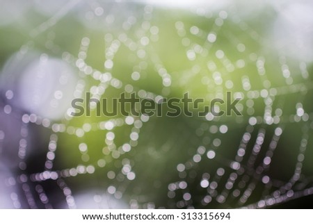 Boke Blur form Shining water drops on spiderweb over green forest background.