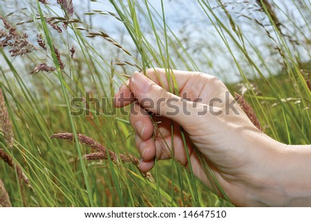 female hand stroking grass in summer meadow